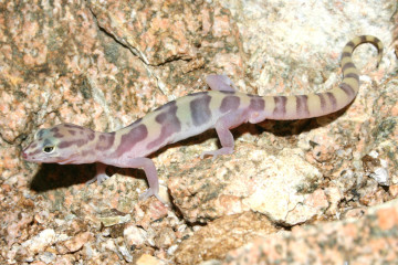 San Diego Banded Gecko (C. v. abbotti)